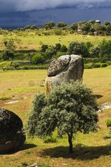 Granite rocks and holm oak in the dehesa Spain
