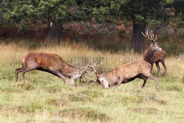 Two stags Red deers fighting in autumn GB