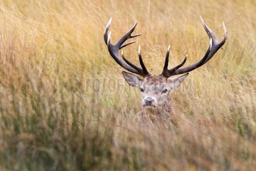 Red deer resting in tall grass in autumn GB