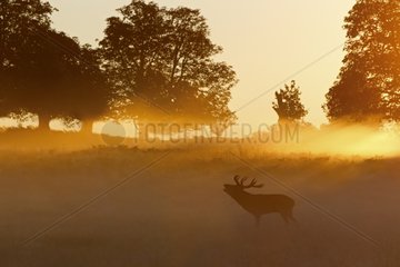 Red deer bellowing in the mist at sunrise in autumn GB
