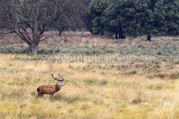 Stag Red deer standing in tall grass in autumn GB
