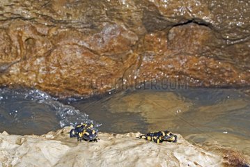 Salamanders near the underground river of the Rupt du Puits