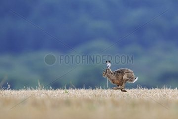 European Hare in a field of grain in summer