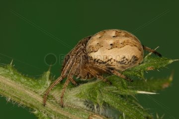 Female Weaver Spider moving along a leaf Bax