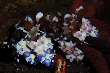 Harlequin shrimps eating a starfish - Bali Indonesia