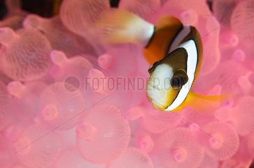 Clark's Anemonefish in pink bubble tip anemone - Indonesia