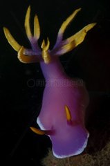 Nudibranch on reef - Sumbawa Bima Bay Indonesia