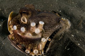 Coconut Octopus in a broken bottle with eggs - Indonesia