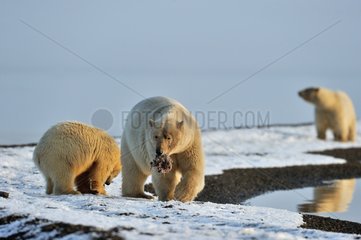 Polar bears in the Arctic National Wildlife Refuge Alaska