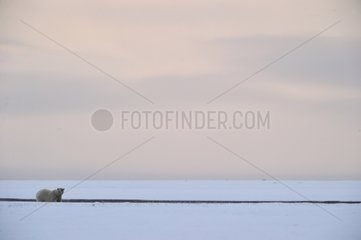 Polar bear in the Arctic National Wildlife Refuge Alaska