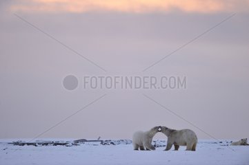 Polar bears in the Arctic National Wildlife refuge Alaska