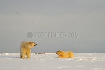 Polars bears in the Arctic National Wildlife refuge Alaska
