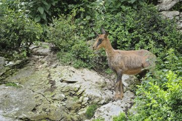 Pyrenean Chamois in summer in Pyrenees France