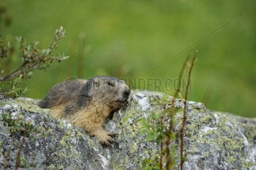 Alpine Marmot in the Massif de la Vanoise France