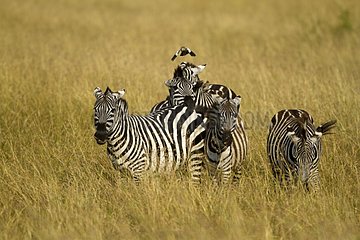 Grant's zebras standing in the savannah Masai Mara Kenya