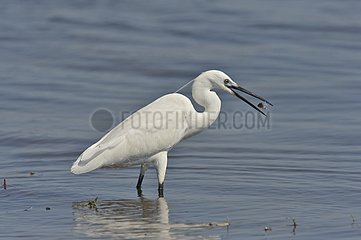 egret in water - Botswana
