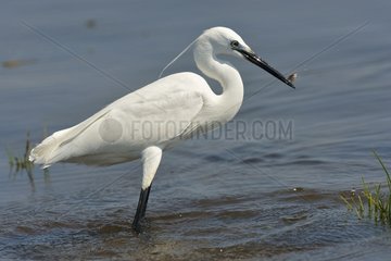 egret in water - Botswana