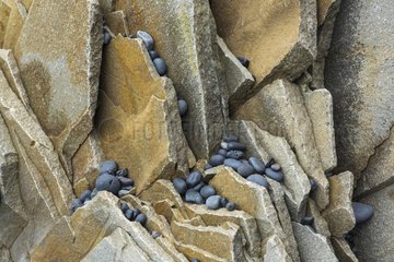Pebbles and rocks - Reynisdrangar Vik Iceland