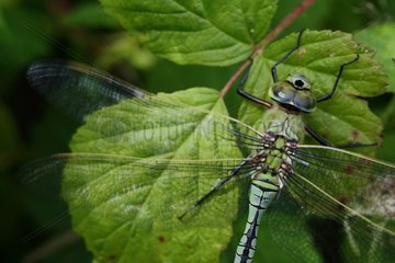 Emperor Dragonfly by vibrating its wings before flying