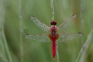 Scarlet Dragonfly dew covered - Aquitaine France