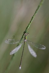 Small Emerald Damselfly at rest at dawn - Aquitaine France