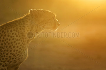 A Cheetah (Acinonyx jubatus) walks into the light in the Maasai Mara  Kenya.