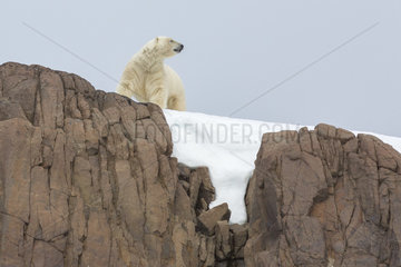 Polar bear (Ursus maritimus) male on rock  Spitsbergen  Svalbard.