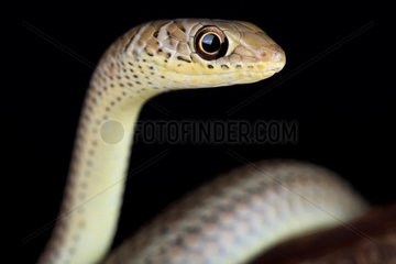 The short-snouted grass snake (Psammophis brevirostris) is a fast moving  diurnal and mildly venomous snake species found in Southern Africa.