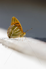 Silver-washed Fritillary (Argynnis paphia) on a wall  alsace france