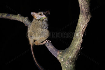 Portrait of Spectral Tarsier (Tarsius tarsier) on a branch  Tangkoko National Park  North Celebes  Indonesia