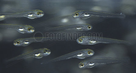 Zebrafish (Danio rerio)  fry on aquarium. Since the 1930s  zebra fish have been a model organism for studying human diseases. The fertilized eggs  embryos  and fry are transparent  allowing scientists to easily observe and study topics such as tumor growth  brain tissue development  and blood vessel growth. Portugal
