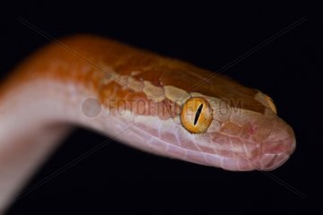 Brown house snake (Boaedon fuliginosus)