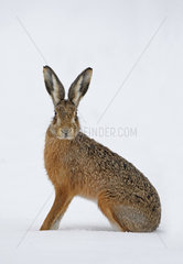 Brown hare (Lepus europaeus) Hare standing on the snow  England