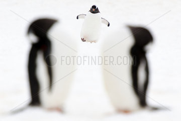 Three Gentoo penguins (Pygoscelis papua): two who sleep and one who walks! Antarctic