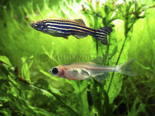 Zebrafish (Danio rerio). Stripe form (above) Casper fish form (bellow). Casper fish are the result of a cross between 2 mutant zebra fish. Since 1930 zebra fish are used to study the development of cancer in vivo. The fertilized eggs  embryos  and fry are transparent  allowing scientists to easily observe and study topics such as tumor growth  brain tissue development  and blood vessel growth. However  after a few weeks  transparency declines as their bodies become opaque  limiting the research window for scientists. In response  researchers began crossbreeding specific genetic strains of zebra fish to produce a transparent fish. After a year  they developed the Casper Fish   which lacks pigment in its skin and scales  and therefore is transparent. The Casper Fish?s transparency allowed researchers to extend their research into the adult stage of this model organism. USA