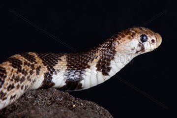 Eastern shield-nose snake (Aspidelaps scutatus fulafula)