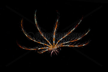 Atlantic feather star (Antedon bifida). Marine invertebrates of the Canary Islands  Tenerife.