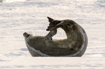 Weddell seal (Leptonychotes weddellii) drawing a heart with its body  Antarctica