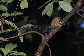 Portrait of Spectral Tarsier (Tarsius tarsier) on a branch  Tangkoko National Park  North Celebes  Indonesia