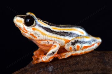 The Painted Reed Frog (Hyperolius marmoratus taeniatus) is a spectacular reed frog species found in Southern Africa.