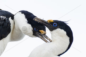 Imperial Cormorant (Leucocarbo atriceps) grooming  Antarctica