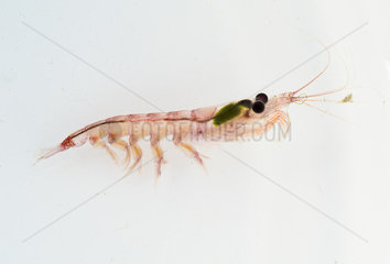 Krill (Euphausia superba) adult on a white background (jump)  Antarctica