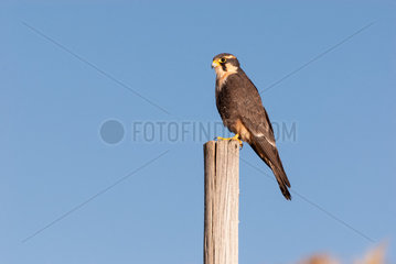 Orange-breasted Falcon (Falco deiroleucus) on the Altiplano near Junin Lake  Peru