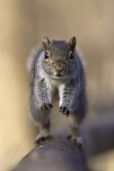 Eastern gray squirrel (sciurus carolinensis) jumping  Italy
