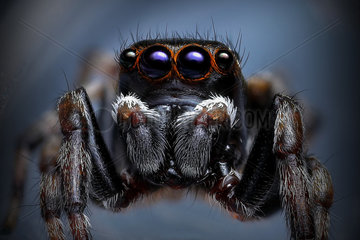 A male Peacok Jumping Spider (Maratus scutulatus) very common jumping spider in East Coast Australia.