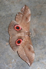 Moth (Lobobunaea phaedusa) posed  Gabon