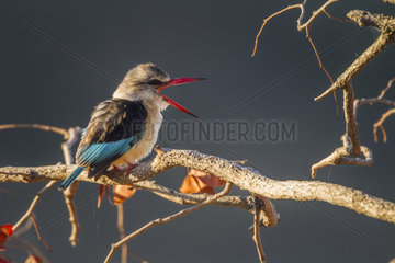 Brown hooded Kingfisher (Halcyon albiventris) on a branch  Kruger National park  South Africa