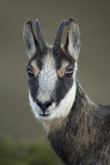 Portrait of a young chamois in the Swiss Jura