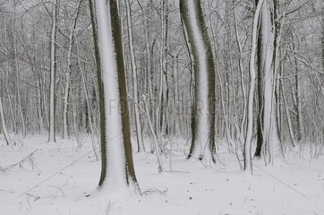 Forest after a snowstorm in Lorraine France