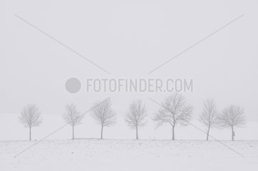 Trees along roads in winter